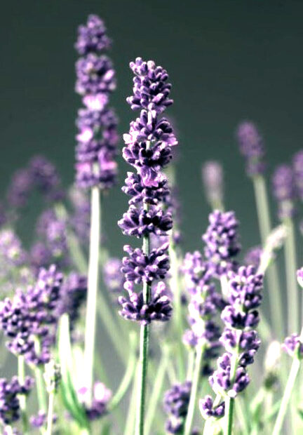 Joyce Bloem Leefstijlcoach - Ontspanning