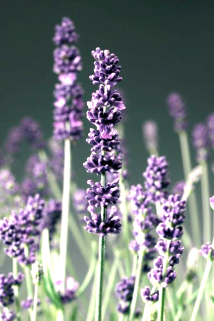 Joyce Bloem Leefstijlcoach - Ontspanning